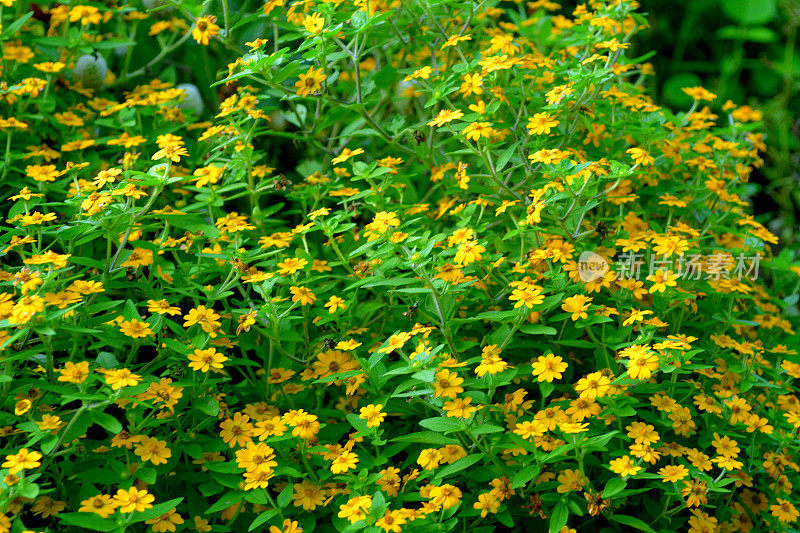 蜜柑/奶油雏菊花